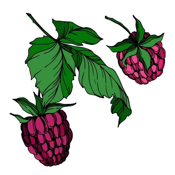 Vektor Raspberry makanan sehat berry elemen terisolasi segar. Seni tinta yang diukir hitam dan putih . - Stok Vektor