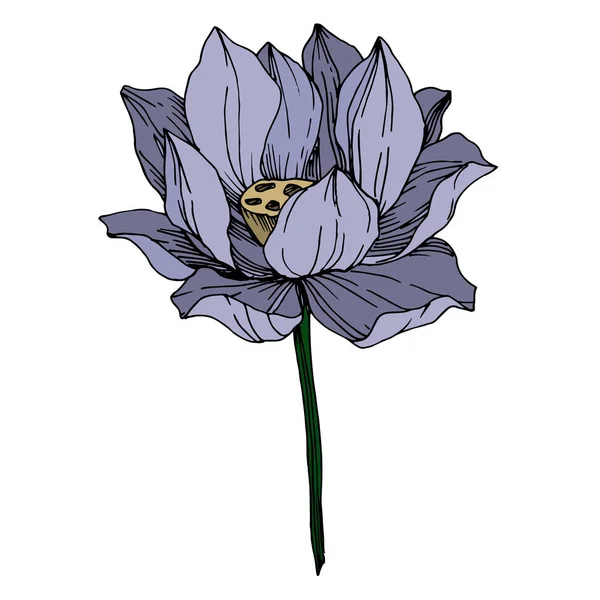 Fiori botanici floreali del Vettore Lotus. Inchiostro inciso in bianco e nero art. Elemento di illustrazione del loto isolato . — Vettoriale Stock