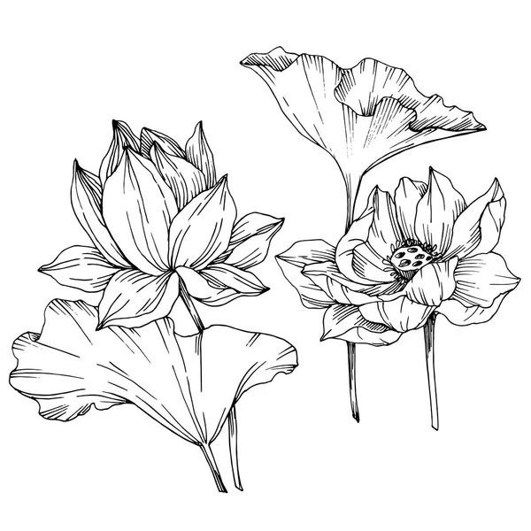 Vector Lotus flores botánicas florales. Tinta grabada en blanco y negro. Elemento de ilustración de loto aislado . — Vector de stock