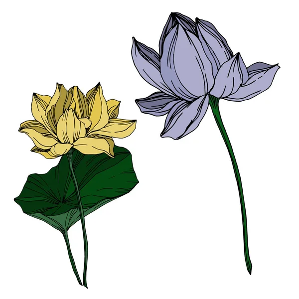 Vector Lotus flores botánicas florales. Tinta grabada en blanco y negro. Elemento de ilustración de loto aislado . — Vector de stock