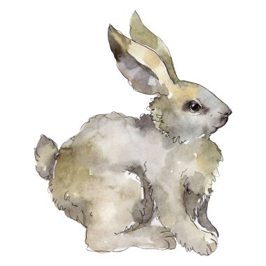 Tavşan çiftliği hayvanı izole edilmiş. Suluboya arka plan illüstrasyon seti. İzole tavşan illüstrasyon elemanı.