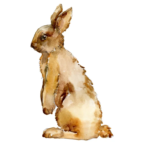 Kaninchen Nutztier isoliert. Aquarell Hintergrundillustration Set. isolierte Kaninchen Illustrationselement. — Stockfoto