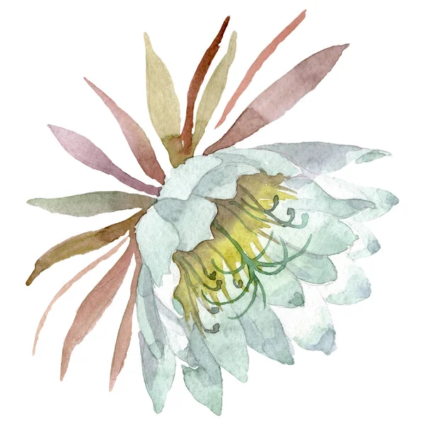 Epiphilum oxypetalum floral botanical flower. Conjunto de fondo acuarela. Elemento ilustrativo de cactus aislado . —  Fotos de Stock