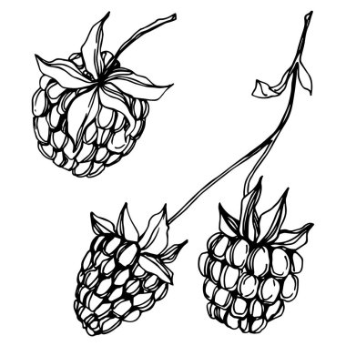 Vektör Ahududu sağlıklı gıda taze berry izole eleman. Siyah beyaz oyulmuş mürekkep sanatı.