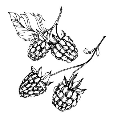 Vektör Ahududu sağlıklı gıda taze berry izole eleman. Siyah beyaz oyulmuş mürekkep sanatı.