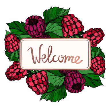 Vektör Ahududu sağlıklı gıda taze berry izole. Siyah ve beyaz oyulmuş mürekkep sanatı. Çerçeve kenarlık süs karesi.