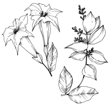 Vektör Tropikal çiçekler ve izole yaprakları. Siyah ve beyaz oyulmuş mürekkep sanatı. İzole bitki illüstrasyon elemanı.