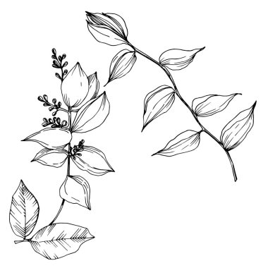 Vektör Tropikal çiçekler ve izole yaprakları. Siyah ve beyaz oyulmuş mürekkep sanatı. İzole bitki illüstrasyon elemanı.