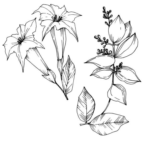 Vector Flores tropicales y hojas aisladas. Tinta grabada en blanco y negro. Elemento de ilustración de plantas aisladas . — Vector de stock