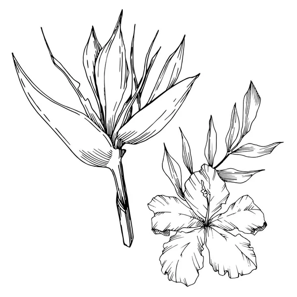 벡터 열대 꽃과 잎이 고립되어 있습니다. 흑백 잉크 아트가 새겨져 있습니다. 고립 된 식물 그림 요소. — 스톡 벡터