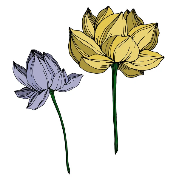 Fiori botanici floreali del Vettore Lotus. Inchiostro inciso in bianco e nero art. Elemento di illustrazione del loto isolato . — Vettoriale Stock