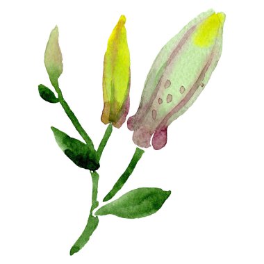 Tricyrtis hirta çiçek botanik çiçek. Suluboya arka plan illüstrasyon seti. İzole zambak illüstrasyon elemanı.