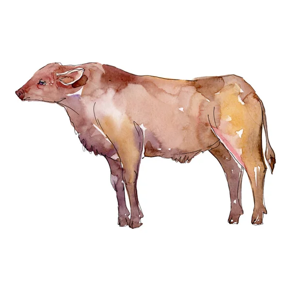 Bull zwierząt gospodarskich na białym tle. Akwarela zestaw ilustracji tła. Element ilustracji na białym tle byka. — Zdjęcie stockowe