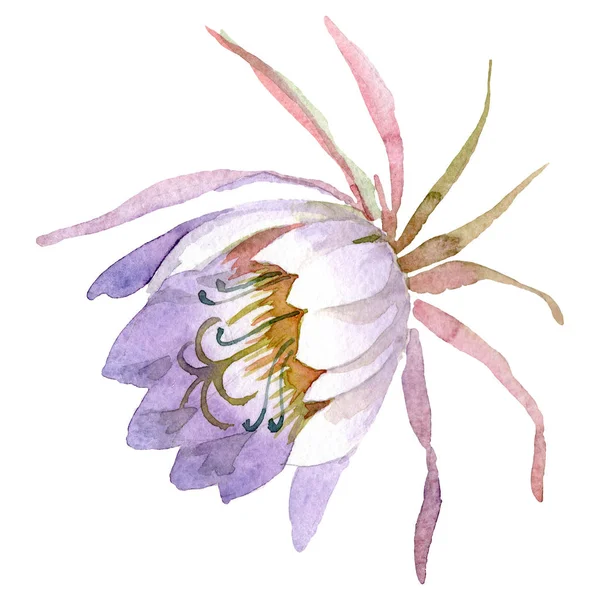 Epiphilum oxypetalum fiore botanico floreale. Set sfondo acquerello. Elemento di illustrazione del cactus isolato . — Foto Stock