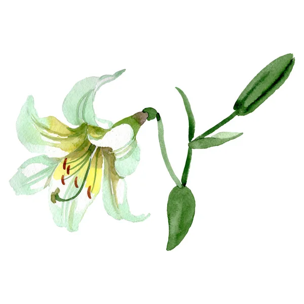 Lilium kwiatowy kwiat botaniczny. Akwarela zestaw ilustracji tła. Element ilustracji Lilium na białym tle. — Zdjęcie stockowe