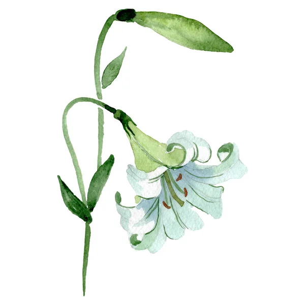 Lilium kwiatowy kwiat botaniczny. Akwarela zestaw ilustracji tła. Element ilustracji Lilium na białym tle. — Zdjęcie stockowe