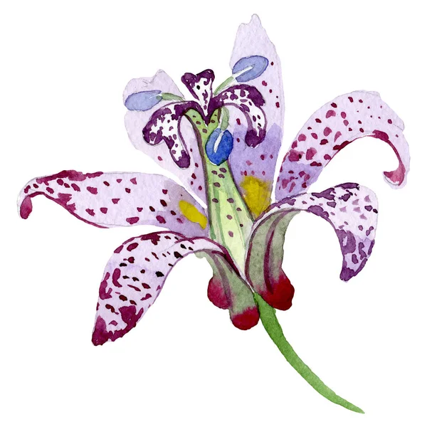 Tricyrtis hirta цветочный ботанический цветок. Набор акварельных фонов. Изолированный элемент иллюстрации лилии . — стоковое фото