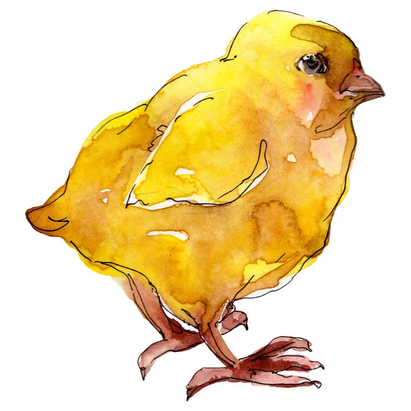 Galinha animal de fazenda isolado. Conjunto de ilustração de fundo aquarela. Isolado elemento ilustração frango . — Fotografia de Stock