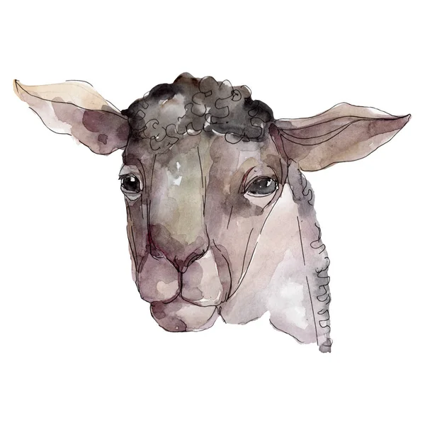 Ram head farm animal isolated. Watercolor background illustration set. Isolated ram illustration element.