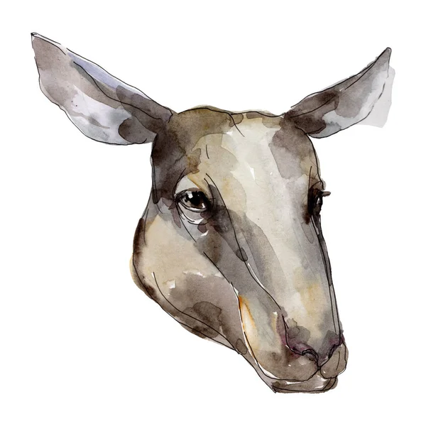 RAM-fej mezőgazdasági állat elszigetelt. Akvarell háttér illusztráció meg. Elkülönített RAM illusztrációs elem. — Stock Fotó
