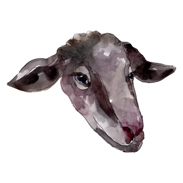 Ram head farm animal isolated. Watercolor background illustration set. Isolated ram illustration element. — Stock Photo, Image