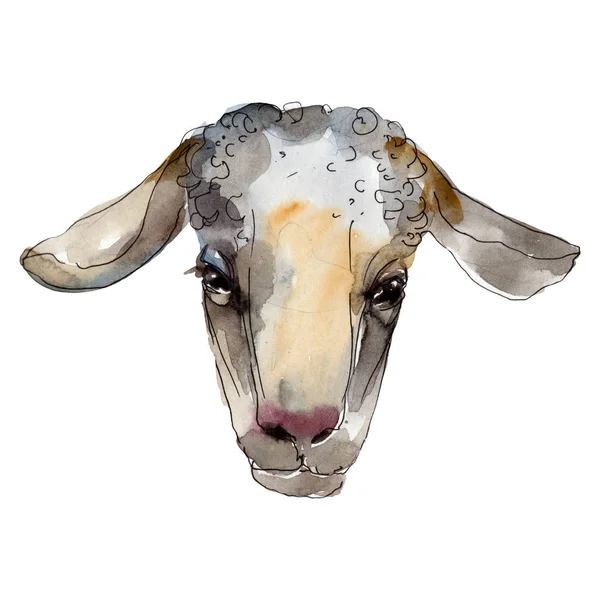 Ram cabeça fazenda animal isolado. Conjunto de ilustração de fundo aquarela. Isolado elemento de ilustração ram . — Fotografia de Stock