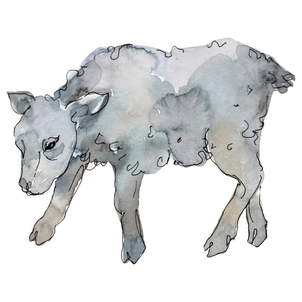 Cordeiro animal de fazenda isolado. Conjunto de ilustração de fundo aquarela. Elemento de ilustração isolado ovino . — Fotografia de Stock