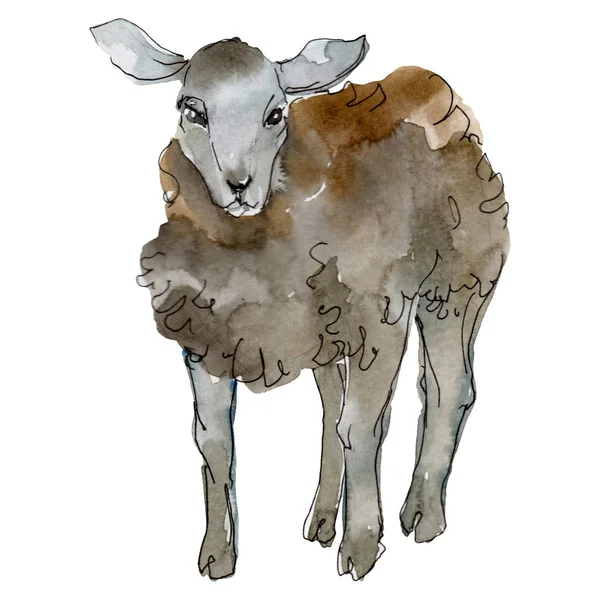 Bárány haszonállat izolált. Akvarell háttér illusztráció meg. Izolált juhok illusztrációs elem. — Stock Fotó