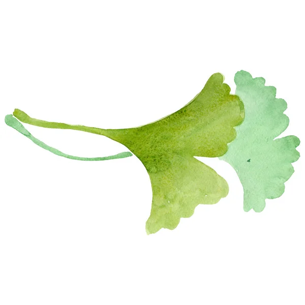 Ginkgo biloba yeşil yaprak bitki yaprakları. Suluboya arka plan illüstrasyon seti. İzole ginkgo illüstrasyon elemanı. — Stok fotoğraf