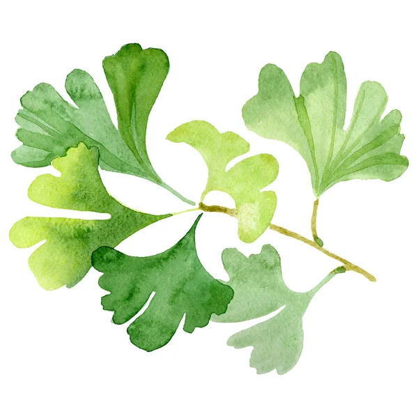 Ginkgo biloba groene blad plant gebladerte. Aquarel achtergrond illustratie instellen. Geïsoleerde ginkgo illustratie element. — Stockfoto