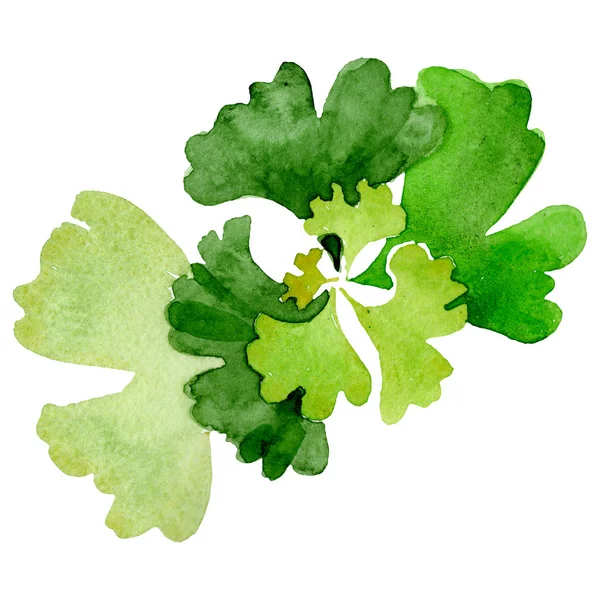 Ginkgo biloba groene blad plant gebladerte. Aquarel achtergrond illustratie instellen. Geïsoleerde ginkgo illustratie element. — Stockfoto