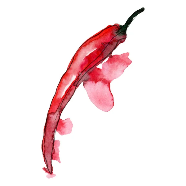 Rode chili peper. Aquarel achtergrond illustratie instellen. Geïsoleerde Chilli illustratie element. — Stockfoto