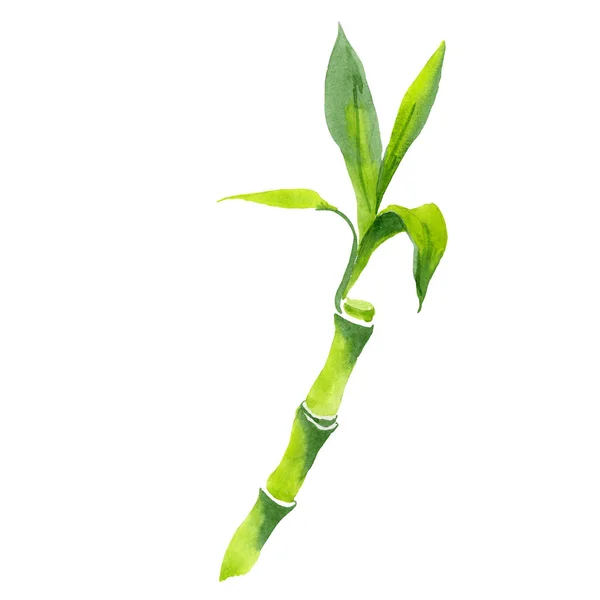 Dracaena sanderiana hojas verdes. Conjunto de fondo acuarela. Elemento de ilustración de bambú aislado . — Foto de Stock