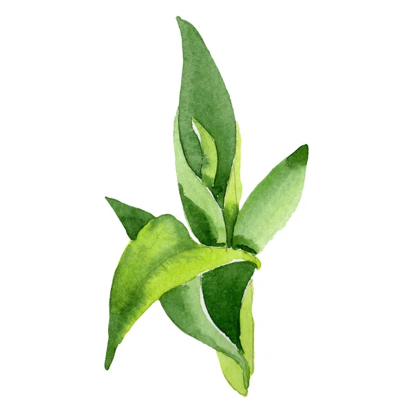 Dracaena sanderiana grüne Blätter. Aquarell Hintergrund Set vorhanden. isoliertes Bambus-Illustrationselement. — Stockfoto