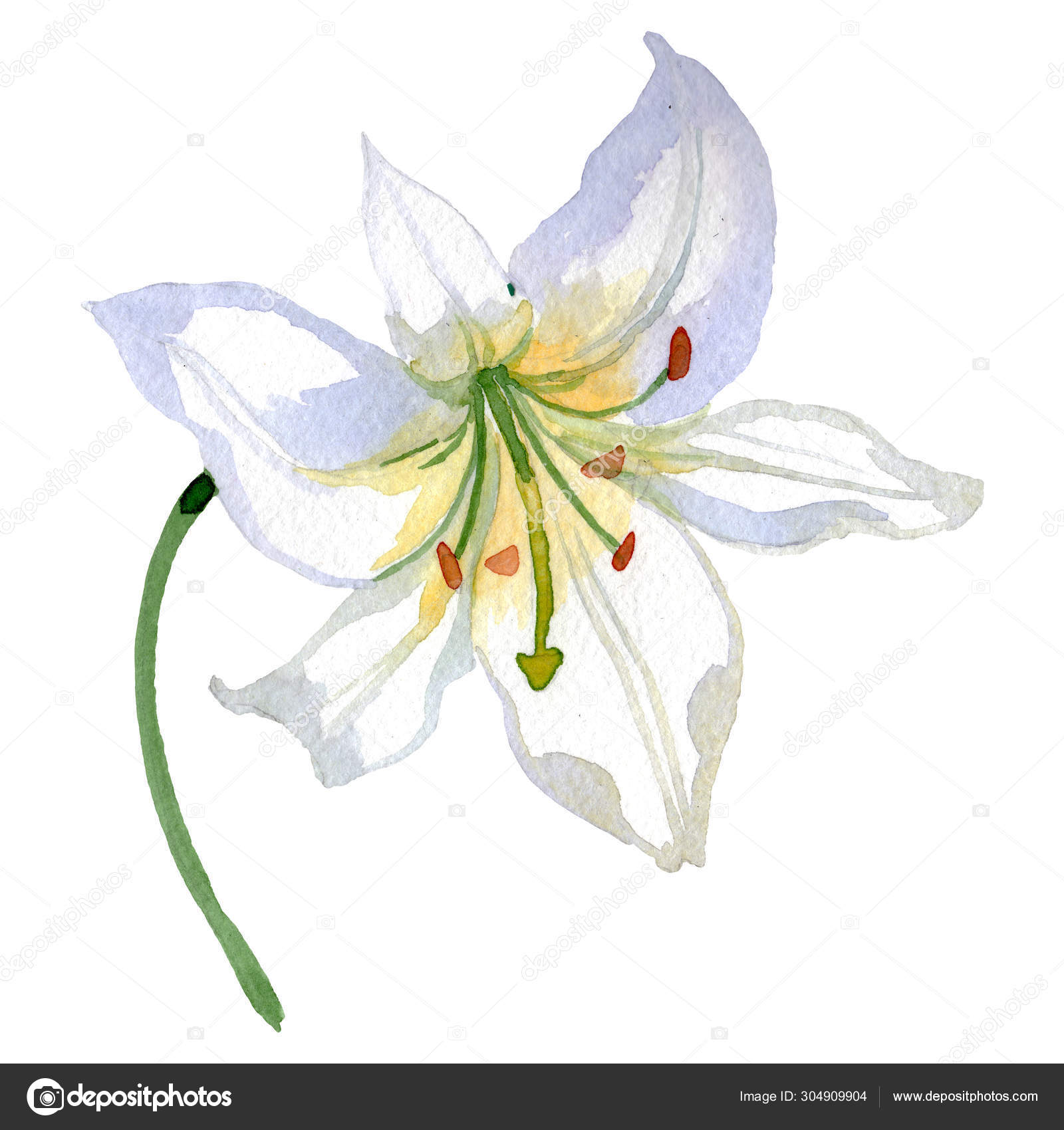 白百合花植物花 水彩背景插图集 独立氦插图元件 图库照片 C Mystocks 白百合花植物花 水彩背景插图集 独立氦插图元件 图库照片 C Mystocks