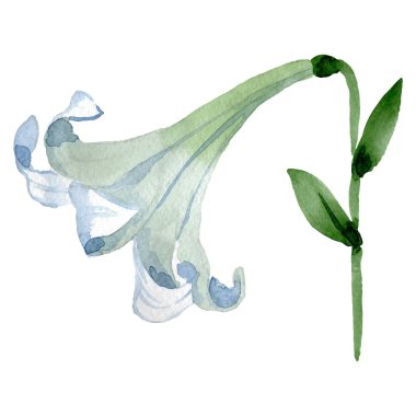 Beyaz zambak çiçek botanik çiçek. Suluboya arka plan illüstrasyon seti. İzole lilium illüstrasyon elemanı.