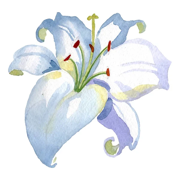 Lys blanc fleur botanique florale. Ensemble d'illustration de fond aquarelle. Élément d'illustration isolé de lilium . — Photo