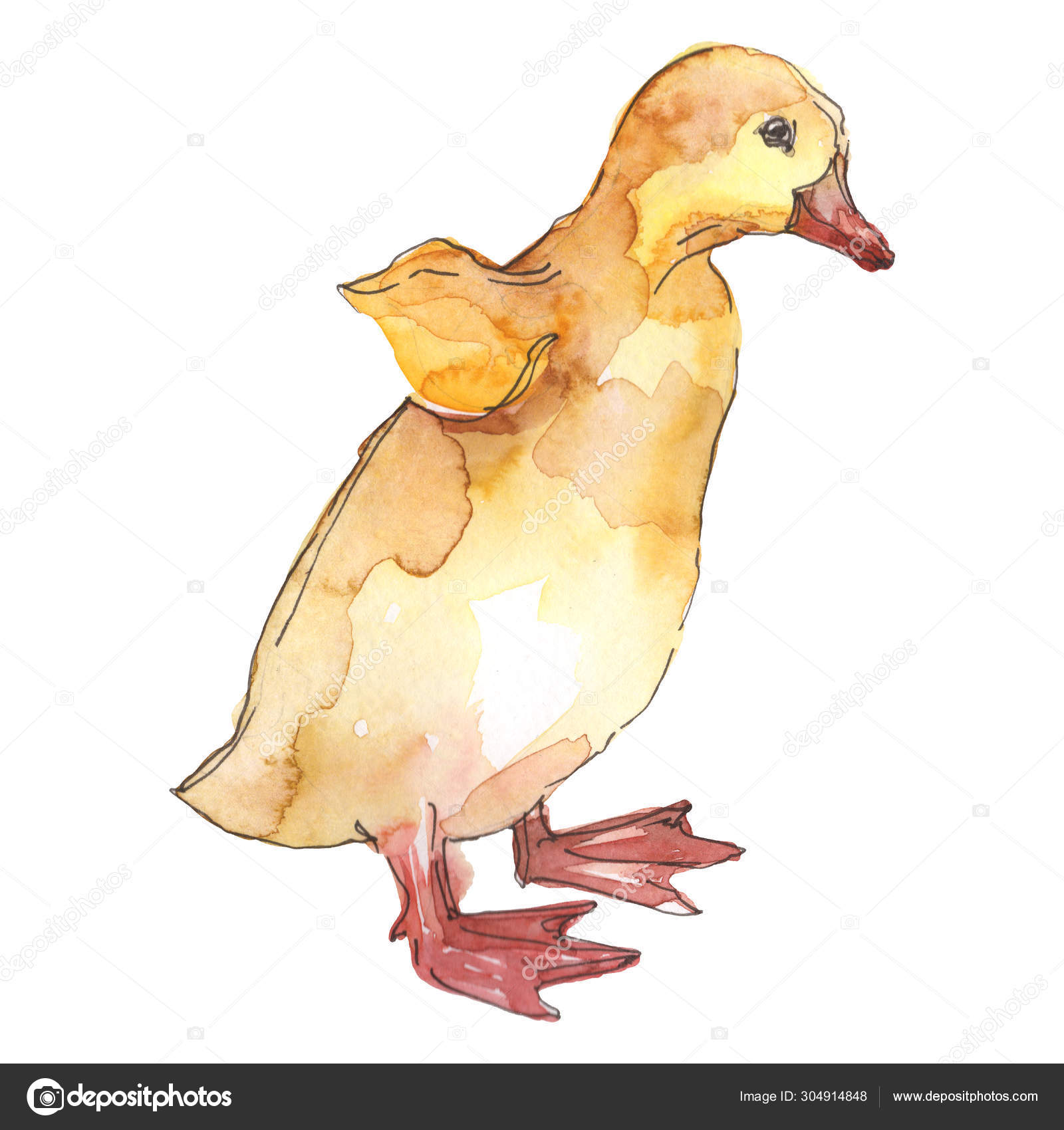 Duckling Farm Animal Isolated. Watercolor Background Illustration Set. Isolated Duck Illustration Element. Stock Photo By ©Mystocks 304914848