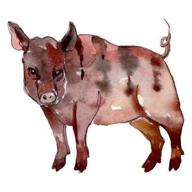 Domuz çiftliği hayvanı izole edilmiş. Suluboya arka plan illüstrasyon seti. İzole domuz illüstrasyon elemanı.