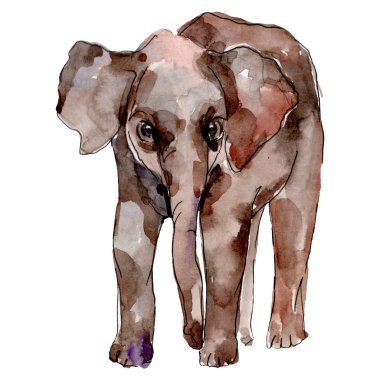 Fil egzotik hayvan izole. Suluboya arka plan illüstrasyon seti. İzole fil illüstrasyon öğesi.