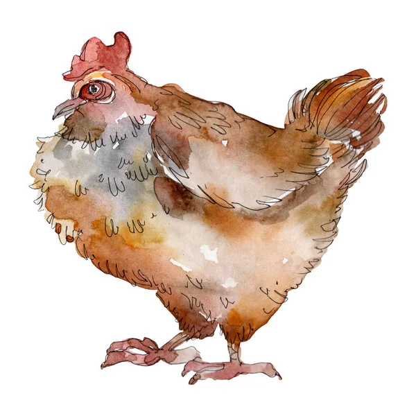 Hönsfarm fågel isolerad. Akvarell bakgrund illustration uppsättning. Isolerad tupp illustration element. — Stockfoto