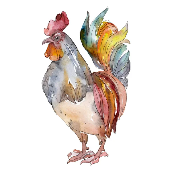 Polla granja ave aislada. Conjunto de ilustración de fondo acuarela. Elemento de ilustración de gallo aislado . — Foto de Stock
