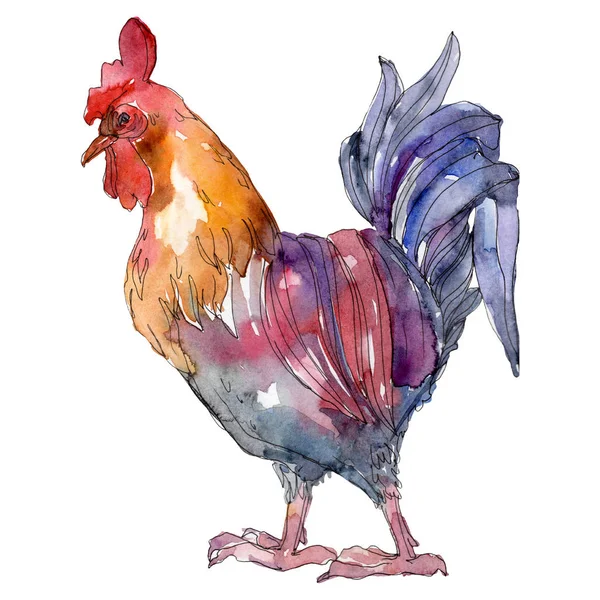 Cock Farm Bird isolerade. Akvarell bakgrund illustration uppsättning. Isolerad tupp illustration element. — Stockfoto