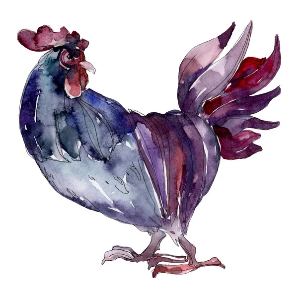 Polla granja ave aislada. Conjunto de ilustración de fondo acuarela. Elemento de ilustración de gallo aislado . — Foto de Stock