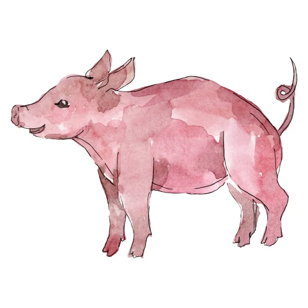 Piglet farm animal isolated. Watercolor background illustration set. Isolated piggie illustration element. — Stock Photo, Image