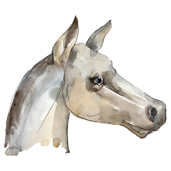 Horse head farm animal isolated. Watercolor background illustration set. Isolated horse illustration element. — Stock Photo, Image