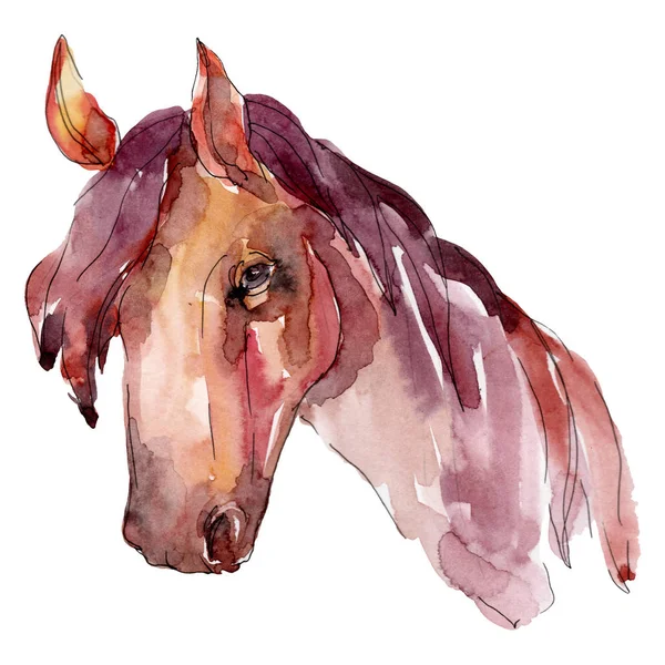 Ló fej haszonállat elszigetelt. Akvarell háttér illusztráció meg. Az elszigetelt ló illusztrációs eleme. — Stock Fotó