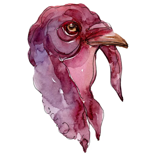 Turkije hoofd boerderij dieren geïsoleerd. Aquarel achtergrond illustratie instellen. Geïsoleerde Turkije illustratie element. — Stockfoto