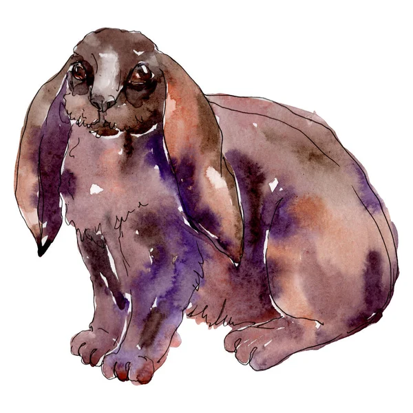 Kanin gård djur isolerade. Akvarell bakgrund illustration uppsättning. Isolerad kanin illustration element. — Stockfoto