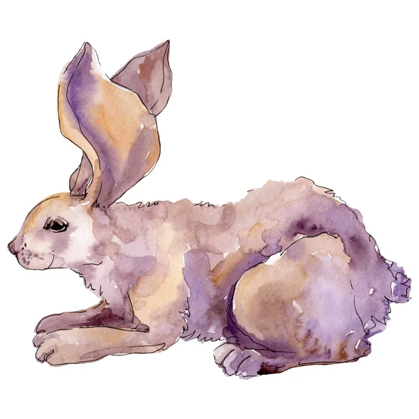 Kaninchen Nutztier isoliert. Aquarell Hintergrundillustration Set. isolierte Kaninchen Illustrationselement. — Stockfoto